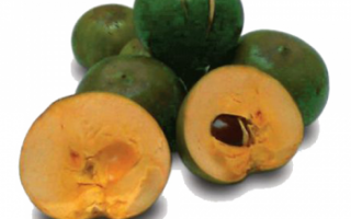 Лукума — описание фрукта и его свойств с фото