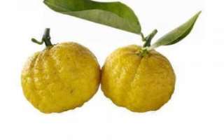 Японский лимон (Юзу) – состав и описание продукта с фото; польза и вред; использование фрукта в кулинарии и косметологии