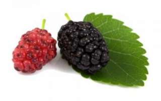 Шелковица — какими полезными свойствами обладают ягоды, а также какой вред они могут нанести?