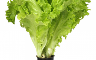 Салат афицион — свойства, выращивание и уход
