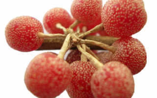 Шефердия серебристая — описание полезных свойств ягод, а также их фото