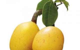 Марула — описание свойств плодов и масла, изготавливаемого из них, с фото