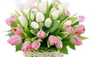 Цветы тюльпаны — выращивание, польза и вред