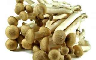 Шимеджи — подробная характеристика этих грибов