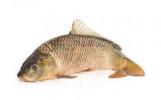 Карп — описание рыбы, ее обитание, виды и вкусные рецепты