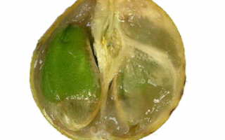 Вампи — описание вкуса; фото экзотического тайского фрукта; полезные свойства, вред, противопоказания; использование в кулинарии и лечении
