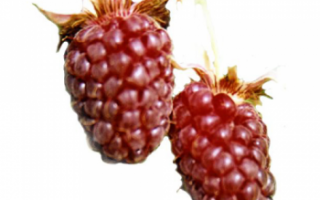 Логанова ягода — полное описание свойств с фото
