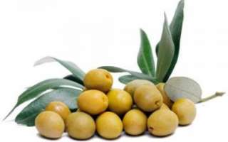 Оливки — описание пользы и вреда овоща с фото, его калорийность