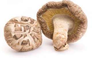 Шиитаке — лечение при помощи этих древесных грибов, а также отзывы о них