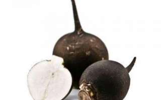 Редька черная — описание полезных лечебных свойств как самого корнеплода, так и его сока