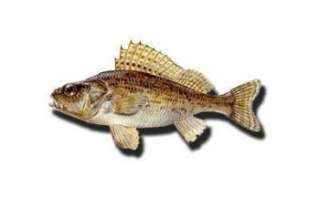 Описание внешнего вида ерша с фото, размеры и состав этой рыбы, её полезные свойства и калорийность; рецепт приготовления