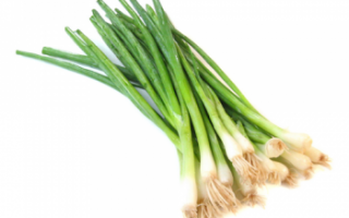 Зеленый лук — калорийность, польза и вред