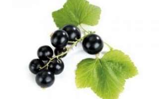 Смородина черная — описание пользы и вреда ягод