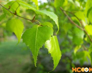 Лечебные свойства березовых листьев и противопоказания к их использованию; народные рецепты