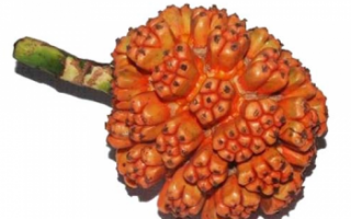 Панданус — описание пользы и вреда растения с фото: цветов, листьев и плодов