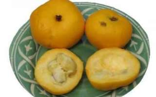 Араза — описание фрукта с фото; характеристика его полезных свойств, вреда, противопоказаний; использование в кулинарии