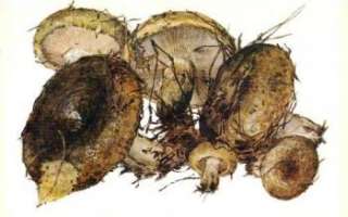 Чернушка (черный груздь) — описание этих грибов с фото