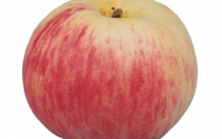 Яблоки Грушовка — фото данного сорта яблок, а также его подробное описание
