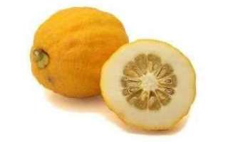 Цитрон — описание растения и его плодов с фото, а также отзывы об этом фрукте