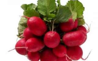 Красный редис — состав витаминов и прочих полезных микро- и макро- элементов