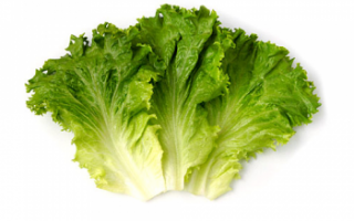 Салат латук — сорта и выращивание; польза и вред листьев, а также их калорийность