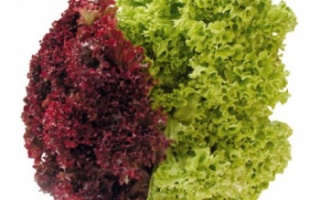 Салат лолло росса – описание с фото продукта; полезные свойства листового салата; его использование в кулинарии; рецепты блюд