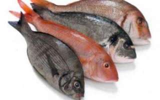 Рыба – речные и морские виды, польза и вред, рецепты блюд