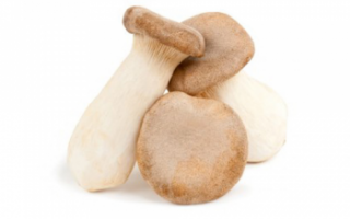 Королевский устричный гриб — подробное описание полезных свойств