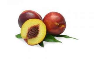 Нектарин — описание фрукта с фото, его калорийность