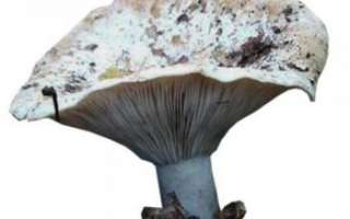 Грузди – описание полезных свойств и противопоказаний, пользы и вреда; пошаговые фото рецепты с этими грибами