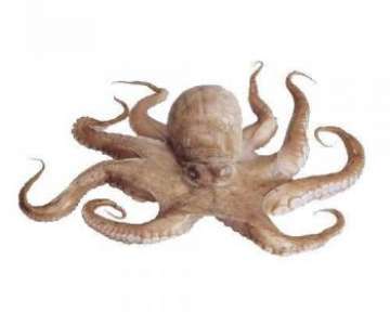 Описание осьминога и его свойств с фото, как его выбрать и приготовить; рецепты блюд с этим морепродуктом