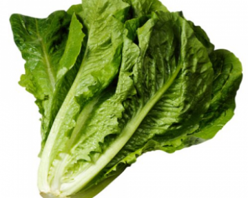 Салат романо — свойства, посадка и уход