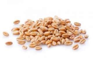 Зерна пшеницы – польза и вред; противопоказания к употреблению; описание, как выбрать и хранить; рецепты с фото