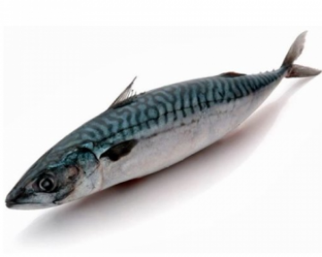 Где водится рыба скумбрия, польза и как приготовить