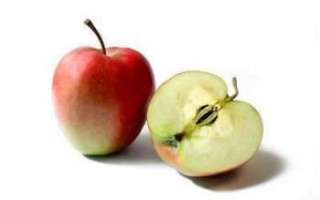Яблоки Китайка — характеристика данного сорта с фотографиями и отзывами