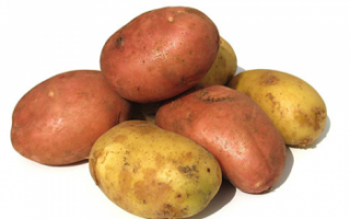 Молодой картофель — характеристика овоща с фото, его калорийность