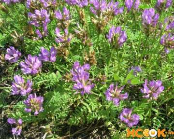 Растение астрагал – полезные и лечебные свойства, а также противопоказания; применение в народной медицине и рецепты настоек