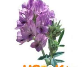 Трава люцерна — лечебные свойства, посадка и уход