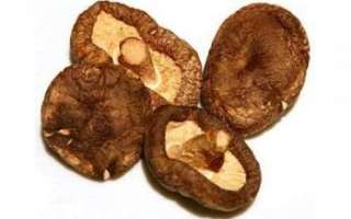 Шиитаке сушеные – состав и калорийность грибов; применение в кулинарии и медицине; польза и вред продукта