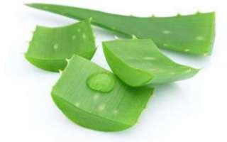 Листья алоэ – описание свойств продукта, его пользы и применения; как хранить и использовать листья и сок для лечения