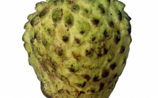 Илама — фото экзотического фрукта с подробным описанием, польза и вред плодов, противопоказания, использование в кулинарии
