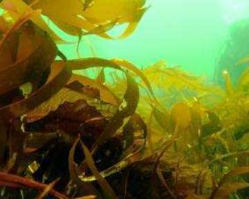 Пищевой стабилизатор Е400 Альгиновая кислота — характеристика добавки общая, а также характеристика ее пользы и вреда для организма человека