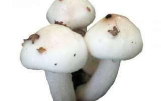 Гигрофор – описание гриба с фото; полезные свойства, противопоказания и вред; использование в кулинарии