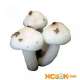Гигрофор – описание гриба с фото; полезные свойства, противопоказания и вред; использование в кулинарии
