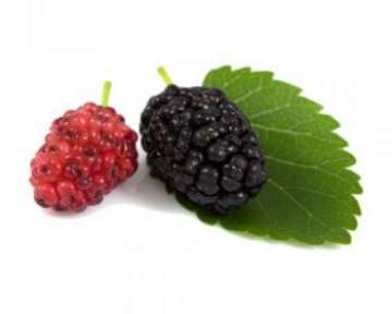 Шелковица — какими полезными свойствами обладают ягоды, а также какой вред они могут нанести?