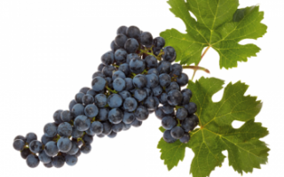 Виноград Мерло (Merlot) — описание сорта, польза и вред