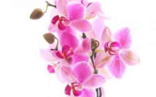 Орхидея — уход и выращивание в домашних условиях