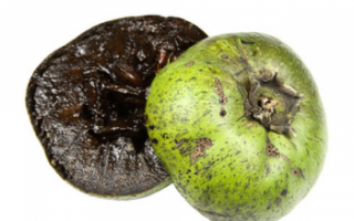 Сапота (чёрное яблоко) — характеристика этого растения и его плодов с фото