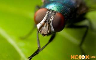 Как избавиться от мух дома на кухне, чердаке и в цветочных горшках? Чем можно вывести мух с грядок на даче?