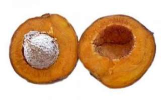 Маммея (американский абрикос) — состав витаминов и минералов этого фрукта, полная характеристика растения